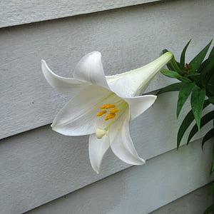 lily, easter lily, flower, pollen, easter, bloom, spring