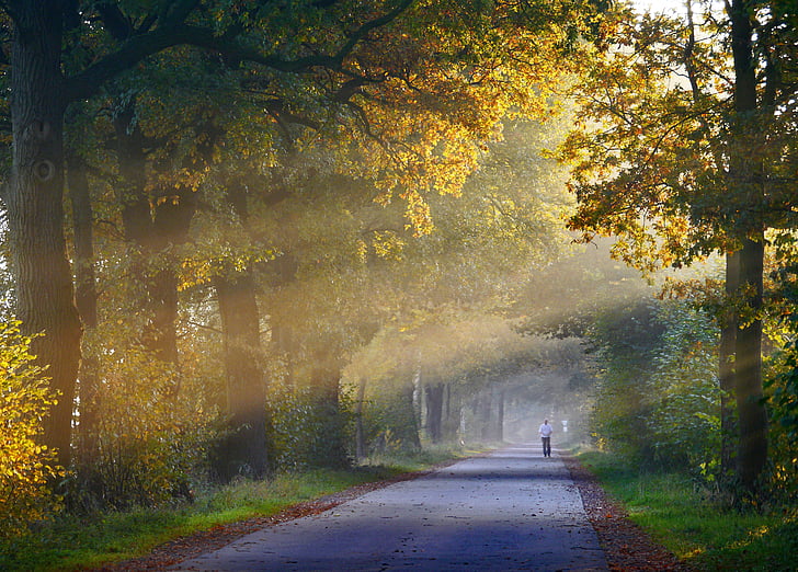 automne, brouillard, faire du jogging, chêne, chemin forestier, Haze, matin