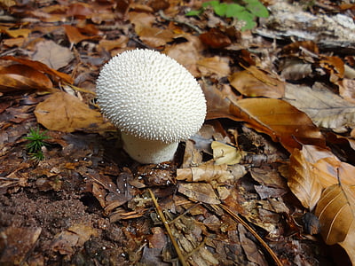 mushroom, bovist, forest, autumn, nature, leaves, mushrooms