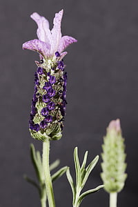 lavendar, blomst, lilla, Aromaterapi, makro