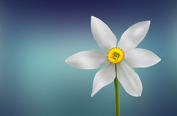 bloom, blossom, flora, flower, petals, plant, nature