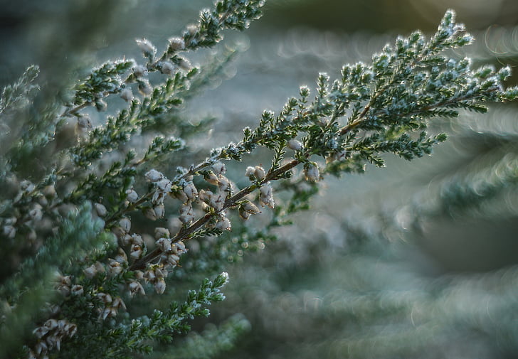 heather, frost, plant, thistle, flower, wild plant, nature