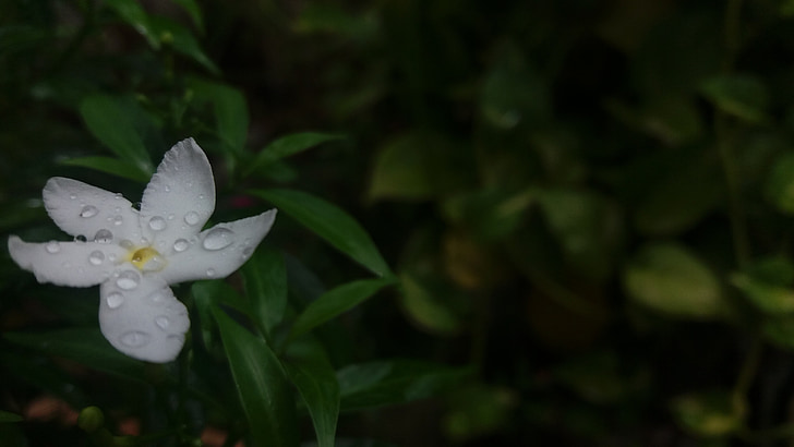 rain flower, rain on flower, white flower, nature, flower, plant, petal