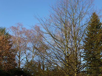 drzewa, estetyczne, Kahl, niebo, lutego