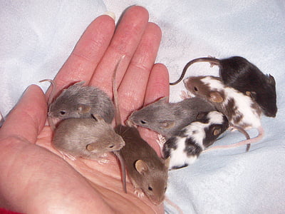 miš, beba, leglo, životinje, ruke, životinja, čovjek