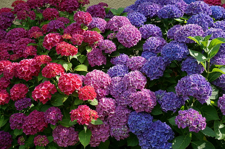 flowers, hydrangeas, sun, summer, nature, purple, blue