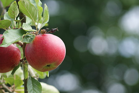 Apple, coapte, fructe, Red, vitamine, închide, produse alimentare