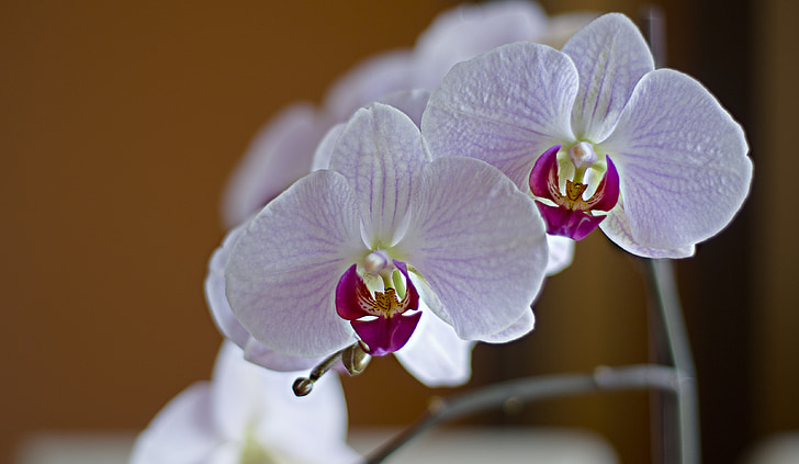 Orchis, gėlė, ekrano užsklanda