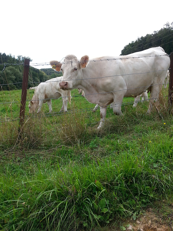 cow, nature, summer
