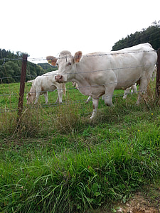 Cow, naturen, sommar