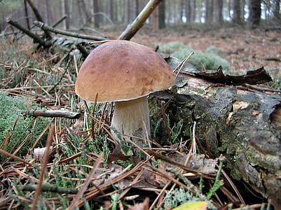 mushrooms, mushroom, forest, litter, autumn, nature, fungus