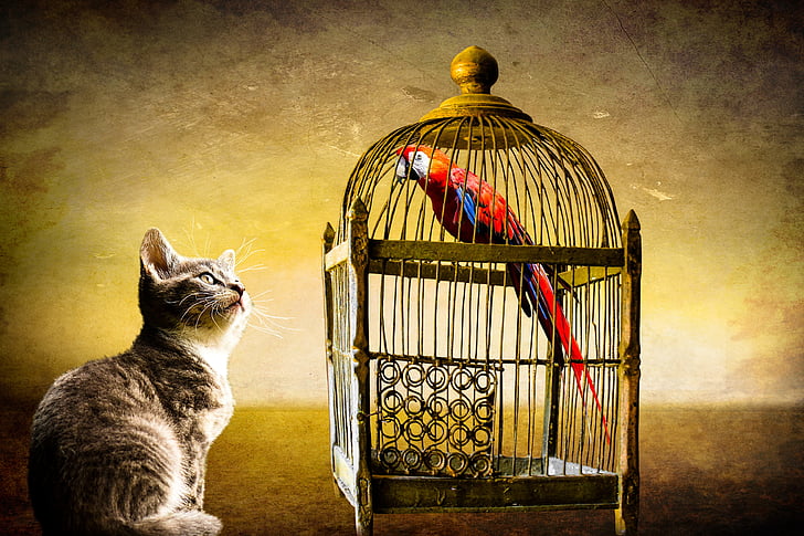 životinje, mačka, ptica, papiga, kavez, uhvaćen, sigurnost