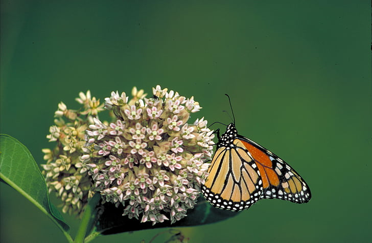 mariposa monarca, flor, milkweed, insectos, naranja, colorido, macro