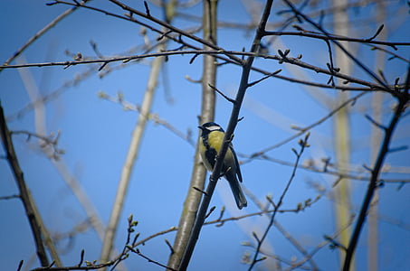 Herrerillo común, pájaro, Songbird, tit, primavera, rama, azul