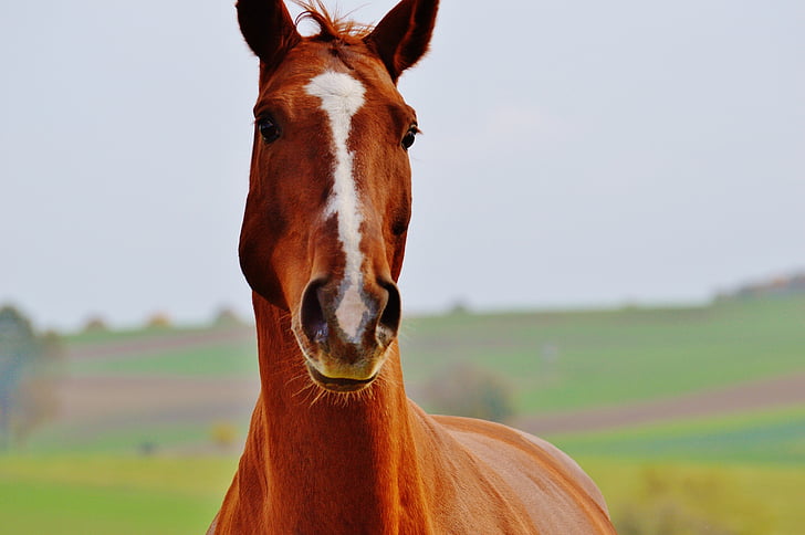 ló, állat, Ride, Reiterhof, barna, kapcsoló, rét