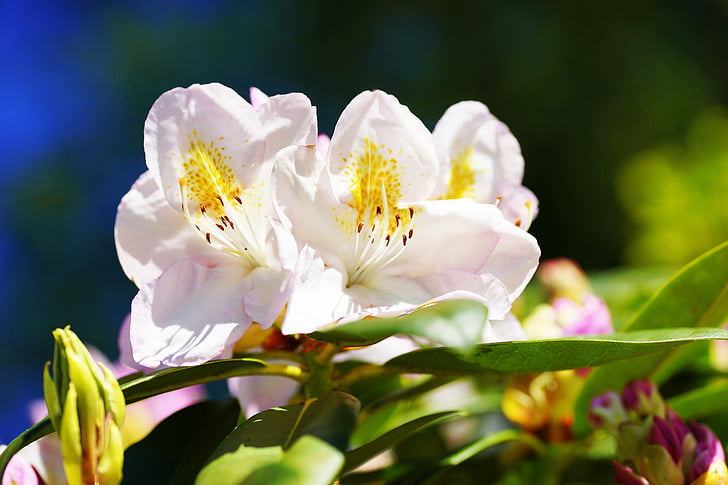 rododendro, Blanco, principios de verano, jardín, naturaleza, flores, cerrar