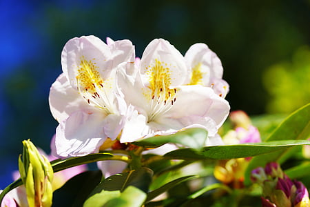 Rhododendron, blanc, début de l’été, jardin, nature, fleurs, fermer
