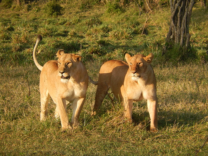 Lew, Afryka, Kot, lwica, drapieżnik, Żbik, Kenia
