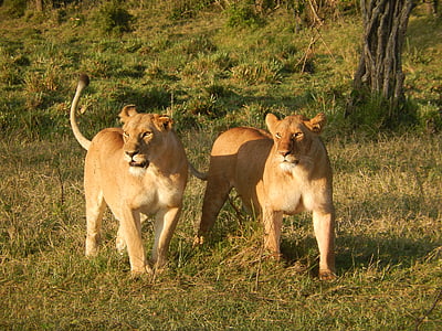 สิงโต, แอฟริกา, แมว, สิงโต, นักล่า, แมว, เคนย่า