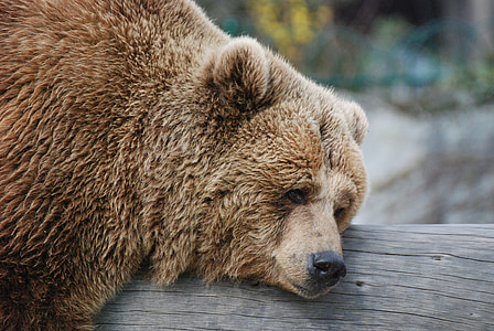 urso, descanso, jardim zoológico, urso pardo, animal, vida selvagem, mamífero
