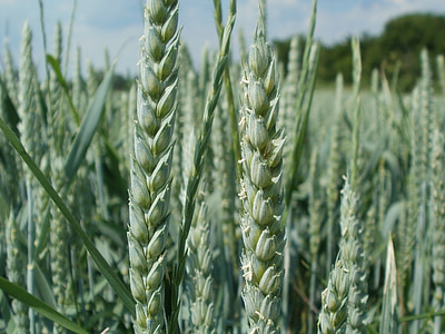 nisu, väli, kõrva, juht, Spica, põllumajandus, põllukultuuride