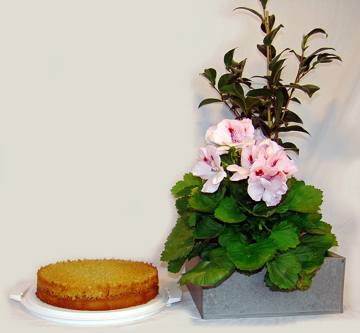 Tosca kek, kek, pasta, iyi, İngilizce pelagon