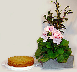 gâteau de Tosca, gâteaux, gâteau, bon, pelagon anglais