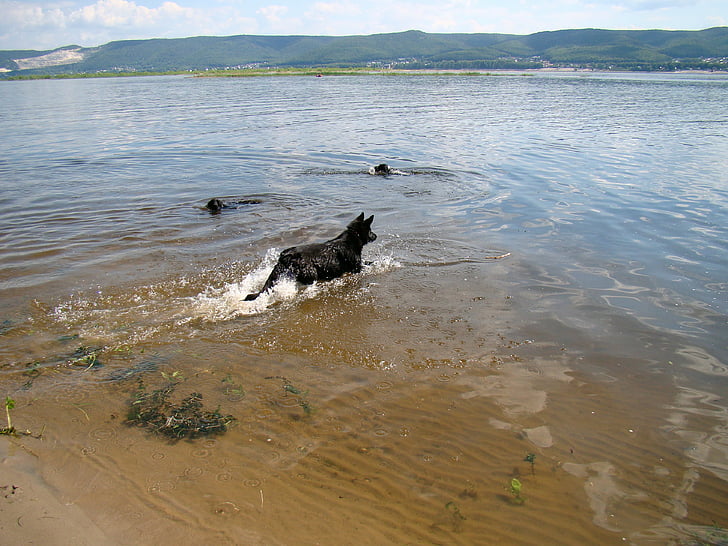 hunde, float, floden, sommer, solen, Volga, Samara