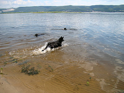 chiens, flotteur, rivière, été, Dim, Volga, Samara