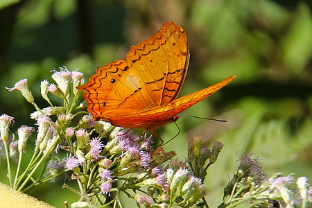 Luang prabang, Laos, UNESCO världsarv, fjäril, färgglada, Butterfly park, Park