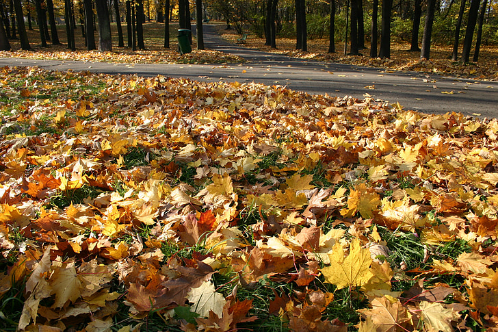Parc, bosc, tardor, arbre, fullatge, octubre, natura