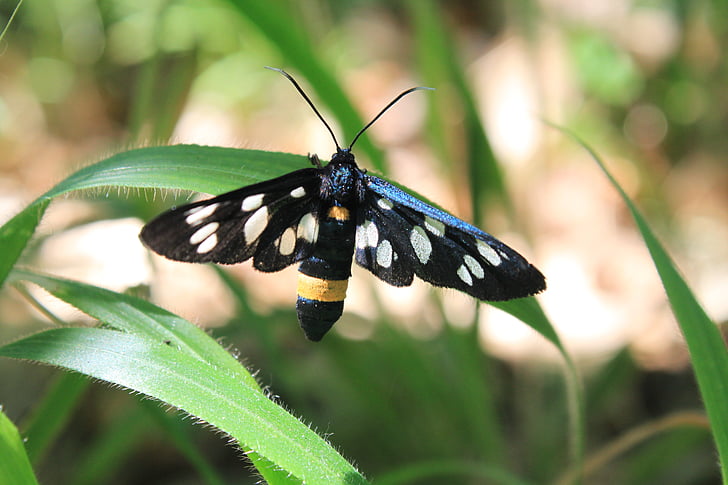 amata, black, butterfly, moth, phegea, spotted, stripe