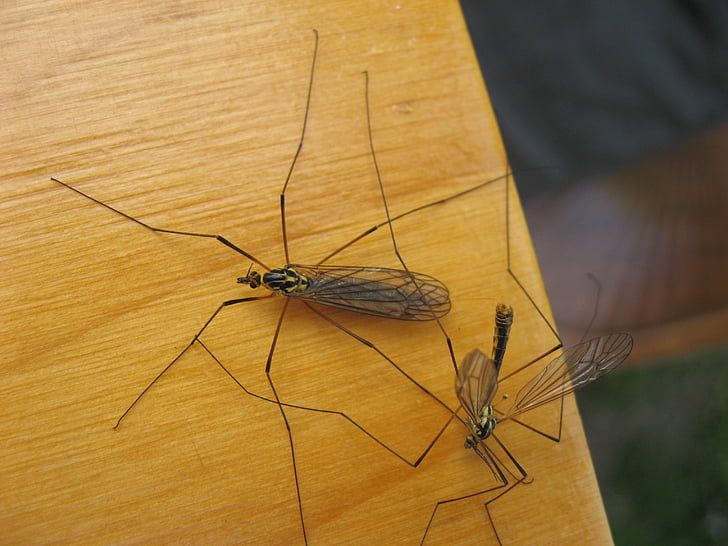 insects, wild, nature, wing, wildlife, close-up
