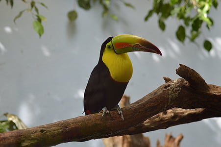 toucan, bird, tropical, nature, animal, wildlife, colorful