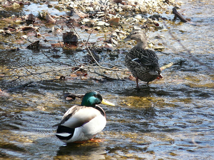 anatra, natura, acqua