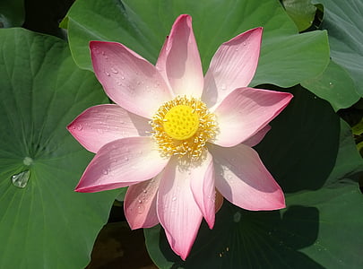 Lotus, kwiat, różowy, Lotos, nucifera, pręcik, Słupek