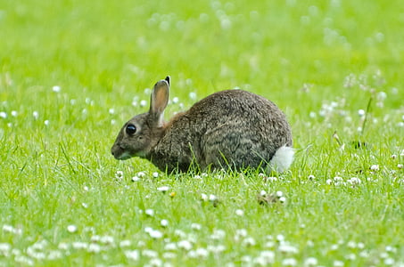 thỏ, động vật có vú, màu xanh lá cây, mùa xuân, màu nâu, chú thỏ, cỏ