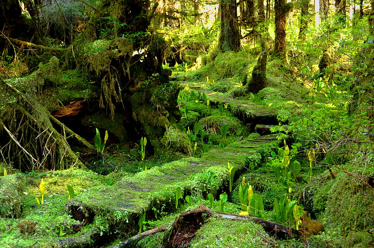 moss, forest trees, skunk cabbage, woods