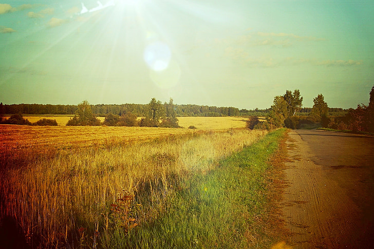 nature, vichuga, summer
