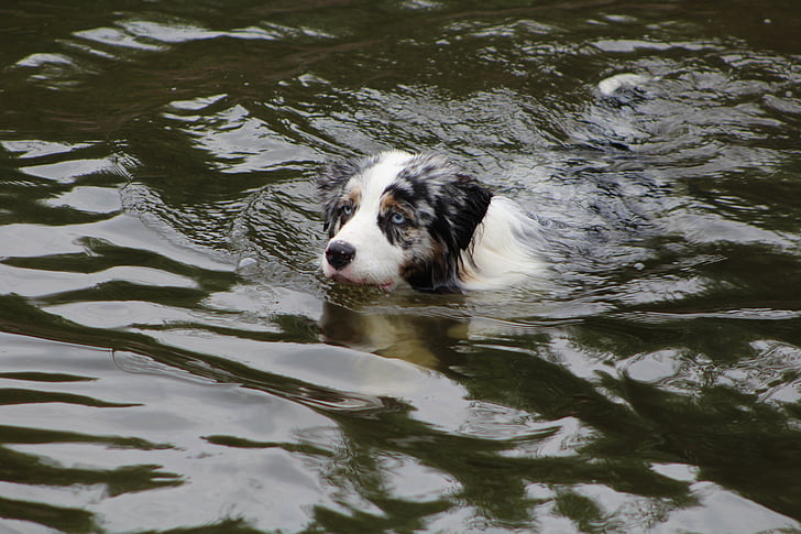 dogs, dog in the water, swim, play, sport, sporty, healthy