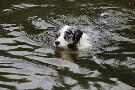 anjing, anjing di dalam air, berenang, Bermain, olahraga, sporty, sehat