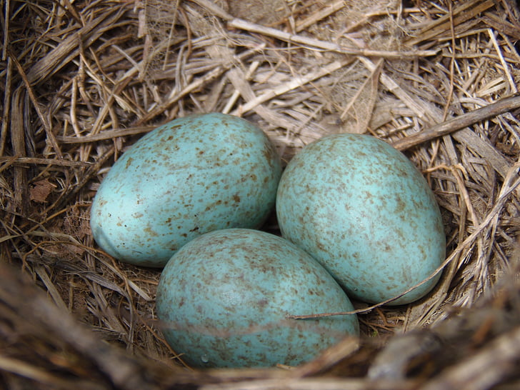 niu, ous, blau, ocells, ou, jove, incubar