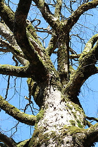 дерево, Природа, Грін, навколишнє середовище, відкритий, гілки дерев, відділення