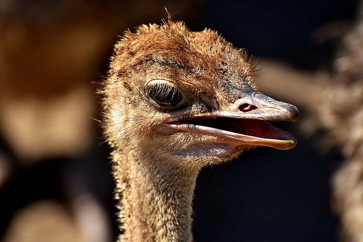 bouquet, ostrich farm, cute, bird, poultry, feather, young animal
