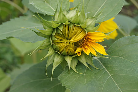 Sun flower, zelená, žlutá, Bud, závod, léto, Příroda