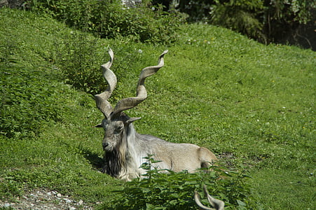 Capricorn, Alpine ibex, Alpine, keprihatinan, nyaman, tanduk, hewan