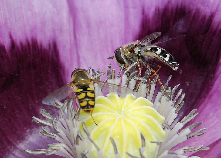 αιωρούμενης μύγας, έντομο, γκρο πλαν, Hoverfly, γύρη, φτερά, λουλούδι