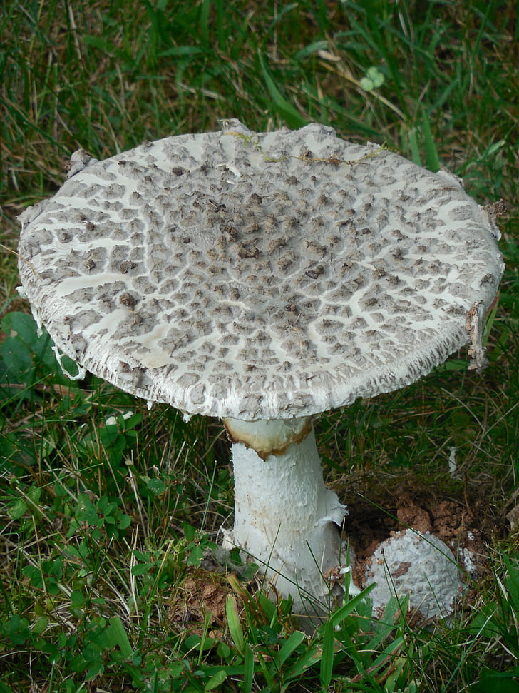 cogumelo, fungos, fungo, natureza, -Prima, Branco, Outono