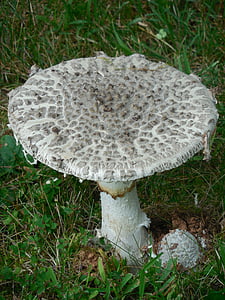 mushroom, fungi, fungus, nature, raw, white, autumn