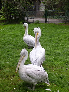 Pelikan, Zoo di, uccello, bianco, disegno di legge, creatura, animale